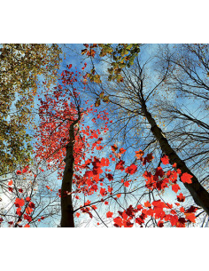 Immagine gabbia Sfondo Adesivo Per Schiena 55.5X55 (60X65)